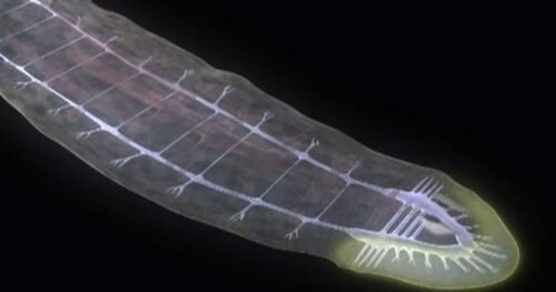 The flatworm had one of the first centralized nervous systems to help it navigate its world. Image credit: https://vimeo.com/37417377
