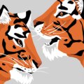 Illustration of two stylized tigers facing each other against a gray background. The tigers have distinctive orange fur with bold black stripes and white accents around their mouths and ears.